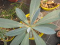 vignette Euphorbia pachypodioides