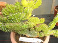 vignette Euphorbia echinus 'Cristata'