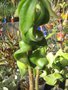 vignette Echeveria pubescens 'Tortuosa'