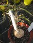 vignette Euphorbia waringiae