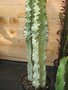vignette Euphorbia ingens 'Variegata' 1