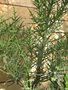 vignette Euphorbia stenoclada