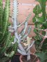 vignette Euphorbia lactea 'Grey Ghost'