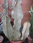 vignette Euphorbia ingens 'Marmorata'