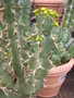 vignette Euphorbia caerulescens
