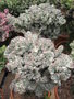 vignette Euphorbia lactea f cristata