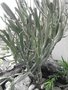 vignette Euphorbia xyllophylloides