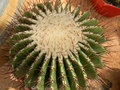 vignette Echinocactus ingens