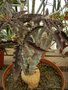 vignette Euphorbia suzannae-marnierae