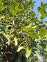 vignette Ilex aquifolium 'Castaneifolia'
