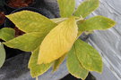 vignette Helleborus x hybridus picotee  feuillage dor