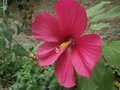 vignette Hibiscus 'moy grande'