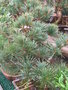 vignette Pinus parviflora