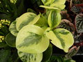 vignette Peperomia obtusifolia 'Variegata'