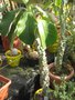 vignette Monadenium spectabilis
