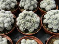 vignette Mammillaria gracilis