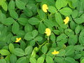 vignette Arachis hypogaea - Cacahuetes