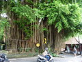 vignette Ficus benjamina  Ubud ( Monkey Forest )