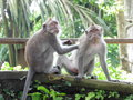 vignette Macaca fascicularis - Macaques  Ubud ( Monkey Forest )