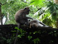 vignette Macaca fascicularis - Macaques  Ubud ( Monkey Forest )