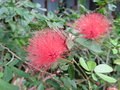 vignette Calliandra sp