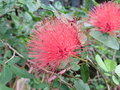 vignette Calliandra sp