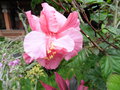 vignette Hibiscus rosa-sinensis 'Plena'