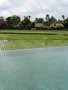 vignette Cendana Resort and Spa  Ubud - piscine vue sur les rizires