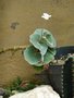 vignette Jardin botanique Kebun Raya Eka Karya  Bedugul - Begonia venosa