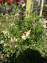 vignette Salvia x jamensis 'Melen'