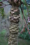 vignette Cussonia paniculata ssp. sinuata
