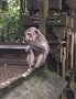 vignette La fort des singes de Sangeh  - Macaca fascicularis - Macaque