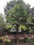 vignette Sangeh Monkey Forest - Saribus rotundifolia