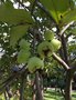 vignette Syzygium samarangense, Le jamalac ou jambose