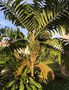 vignette Ptychosperma macarthurii - Palmier de mac arthur