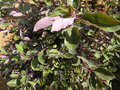vignette Vitex trifolia 'Purpurea'