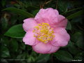 vignette Camélia ' LITTLE LAVENDER ' camellia hybride williamsii