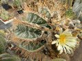vignette Astrophytum ornatum
