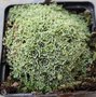 vignette Saxifraga paniculata var. minutifolia'