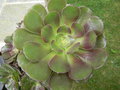 vignette Aeonium arboreum 'Atropurpureum' 1