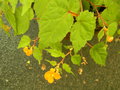 vignette Begonia fuchsioides