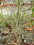 vignette Euphorbia schimperi
