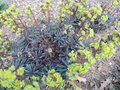 vignette Euphorbia amygdaloides 'Purpurea'