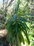 vignette Euphorbia mellifera