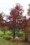 vignette Fraxinus angustifolia 'Raywood'