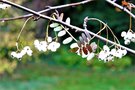 vignette Sorbus munda f. subarachnoidea = S. prattii v. subarachnoidea