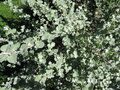vignette Helichrysum petiolare