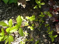 vignette Itea ilicifolia