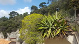 vignette Euphorbia dendroides et Agaves