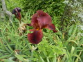 vignette Iris germanica 'Prairie Flame' ?